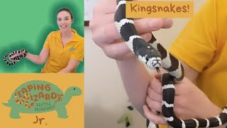 I am a kingsnake Leaping Lizards Jr Episode 2 [upl. by Henning370]