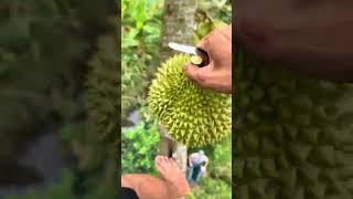 Lụm Quá đã luôn Durian Fruits Short [upl. by Biagio]