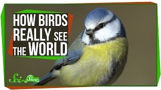 How Birds Really See the World [upl. by Nnairrehs]