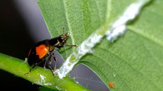 Adalia bipunctata ladybug [upl. by Nawrocki]