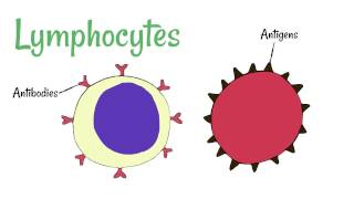 Cell Defence Lymphocytes and Phagocytes [upl. by Enirehtak]