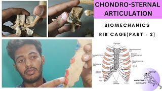 CHEST WALL ARTICULATION  PART 2 BIOMECHANICS OF THORAX Physiotherapy Tutorial [upl. by Asilram]