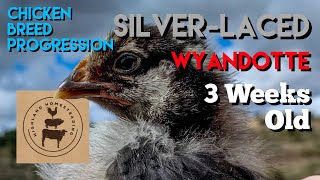 Silver Laced Wyandotte Chicken Breed Progression of Chick to Adult  3weeks old [upl. by Song290]