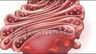 أسهل طريقة لشرح جهاز جولجي Structure amp Function of Golgi Apparatus A Level Biology [upl. by Hayouqes]