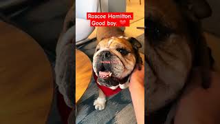 Roscoe Hamilton Good boy ❤️ f1 lewishamilton silverstone formula12023 [upl. by Nivled]