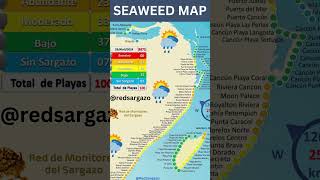 Sargassum Seaweed Map of Mexicos Caribbean Coast released on April 29 2024 mexico seaweed [upl. by Raknahs]