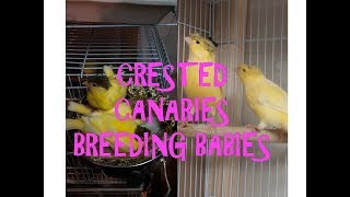 Crested canaries breeding babies [upl. by Pegasus502]