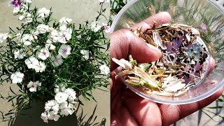 How to collecting Dianthus flower seedsSmall Dianthus seeds collection kaise kre [upl. by Adnawad136]