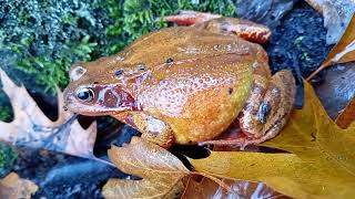 Big Common Frog  Rana temporaria At Knightshayes 19th of December 2023 [upl. by Barayon]