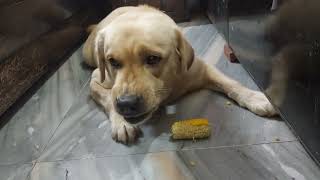 Tiger ko aaj bhutta khane ke liye mila hai 😂🌽🌽 pleasesubscribe dog doglover labrador funny [upl. by Sirovat]