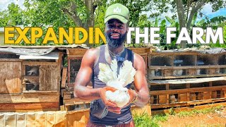 SHOPPING FOR EXOTIC ANIMALS AT ONE OF JAMAICA’S BIGGEST FARM  MUST WATCH IF YOU LOVE ANIMALS [upl. by Lemmueu932]