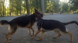 Indy Meets Another German Shepherd At the Dog Park  6 months old [upl. by Wilkens]