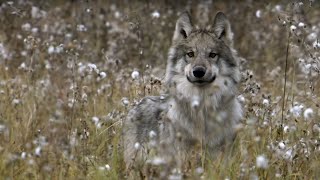 How Wolves Outsmart Buffalo During Hunting  BBC Earth [upl. by Corwun149]