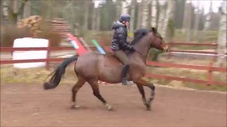 Rider Palle utan träns  253 2016  First time Bridleless [upl. by Eolhc]