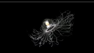 Why is the Box Jellyfish Referred to as the Worlds Most Delicately Hazardous Organism [upl. by Clemmy594]