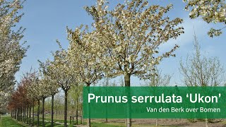 Prunus serrulata Ukon  Van den Berk over Bomen [upl. by Nai]