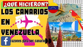 ¿QUE HICIERON LOS CANARIOS EN VENEZUELA 💖👍🙏 [upl. by Haisa]