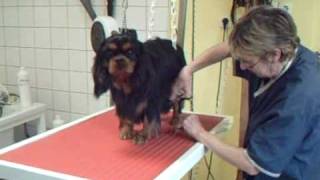 SALON TOILETTAGE REGARD CANIN BLACKwmv [upl. by Ynnaf]