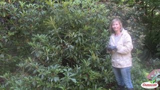 Rhododendron Care Pruning After Blooming [upl. by Jerome]