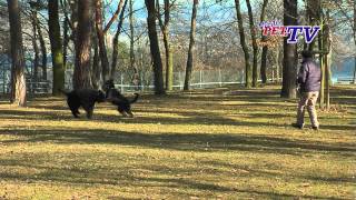 Bouvier des Flandres Informationen zur Rasse [upl. by Allen]