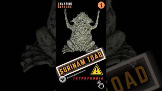 Surinam Toad  A Weird Toad Gives Birth Through The Back [upl. by Spada]