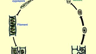 life cycle of spirogyra Explain about life cycle spirogyra [upl. by Tnarud]