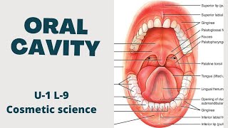 Oral cavity  Common problem of oral cavity  Cosmetic science  B pharmacy 8th sem  U1 L9 Part1 [upl. by Daisy]