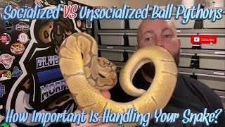 Socialized Ball Pythons VS Unsocialized Ball Pythons How Much Should You Handle Your Snake [upl. by Lledyl]