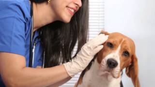 EpiOtic Ear Cleanser for Dog and Cat Ear Infections [upl. by Rehprotsirhc]