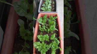 balconygarden huertoenmacetas acelgas apio hierbasmedicinales Siembra de otoño 🌿🌿🌿 [upl. by Ziagos686]