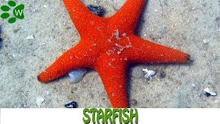 StarfishThe Marine Stars [upl. by Judus]