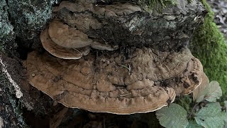 4K Ganoderma applanatum Mushroom Identification [upl. by Feldstein]