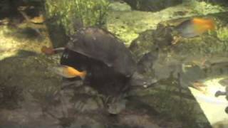 A Weighty Matter for a Fly River Turtle at Cleveland Metroparks Zoo [upl. by Haroun13]