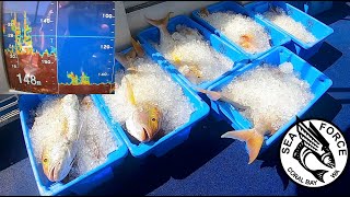 GOLDBAND SNAPPER HAUL  Targeting Goldband Snapper With Electric Reels Coral Bay [upl. by Nnylatsyrc127]