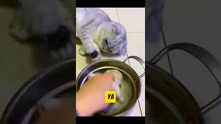 tikus mainan kucing cat kucingpeduli fhasionwanita [upl. by Anrahs670]