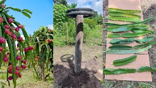 Como sembrar plantas de PITAHAYA o FRUTA del DRAGÓN correctamente Abono Orgánico Huerta orgánica [upl. by Martie]