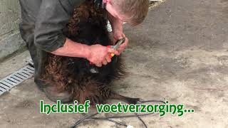 video schapen scheren [upl. by Lilaj]