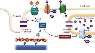 Cardiac ExcitationContraction Coupling [upl. by Eirameinna903]