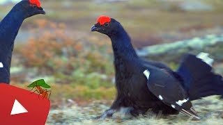 BLACK GROUSE IN BIG FIGHT [upl. by Orsa]