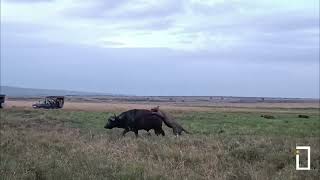 Marsh pride hunts a Cape buffalo in Masai Mara [upl. by Kciredor]