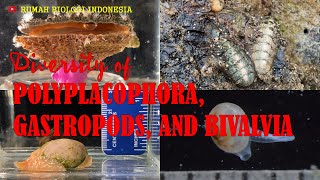 Diversity of Polyplacophora Gastropods and Bivalvia [upl. by Skoorb946]