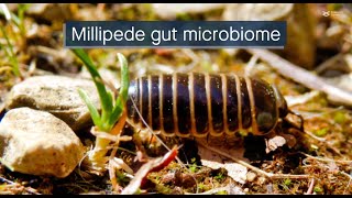 Gut microbiome functionality suggests a common feeding strategy in different millipede species [upl. by Basilius]