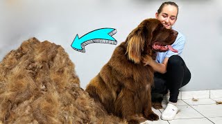 WORST MATTED DOG GROOMING EVER Newfoundland HUGE UNDERCOAT REMOVAL [upl. by Enirahtac]