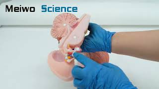 Brainstem Diencephalon Thalamic Nucleus Cerebellum and Fourth Ventricle Silicone Anatomy Model [upl. by Adnirolc418]