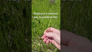 Edible Seaside Plant Glasswort foraging wildfood identification [upl. by Macrae880]