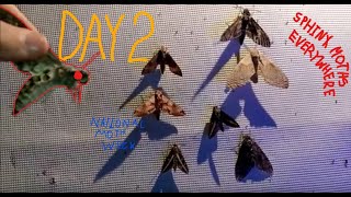 NATIONAL MOTH WEEK DAY 2 BASED MOTH CARPET BOMBS KOREA [upl. by Cassy]