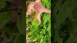 Northern Catalpa or Cigar Tree Catalpa speciosa growing at TreeTimeca greenhouses Aug 25 [upl. by Atterbury640]