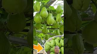 Chayote farming at home garden shorts [upl. by Nairb]