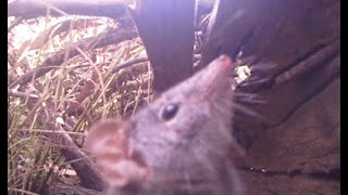 Yellowfooted antechinus Antechinus flavipes [upl. by Westleigh517]