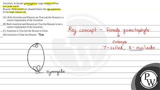 Assertion In female gametophyte large central cell hastwo polar nucleiReason Polar nuclei ar [upl. by Arad]